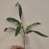 Single curved willow leaf