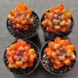 紫梦多肉价格 最新紫梦多肉价格 批发报价 价格大全 阿里巴巴