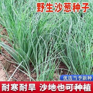 Ұ��ɳ�[�N�Ӹ߮a���[�ͺ��ͺ�����ͥԺ�ļ��ײ��߲˷N��