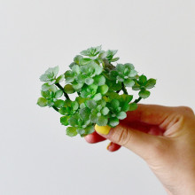 ����ֲ��ٻ��Gֲ�b�Ʒ�������҃��k��������С�[���M�������r��