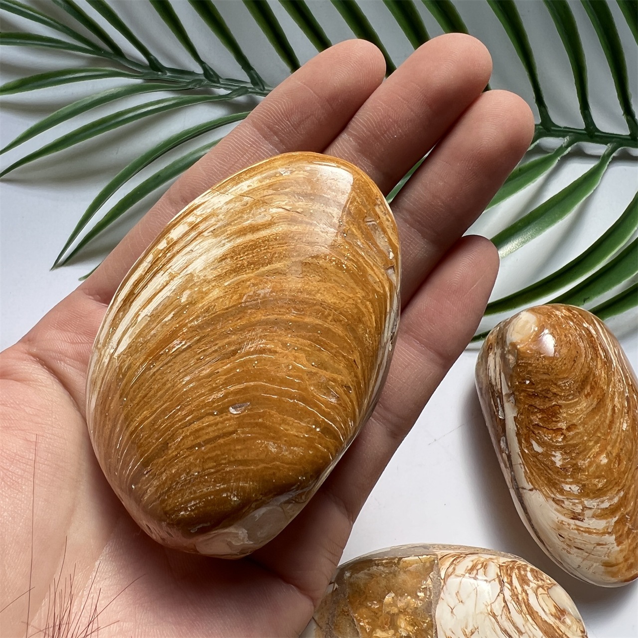 马达加斯加贝壳化石教学标本化石海蚌化石古生物化石标本教学标本