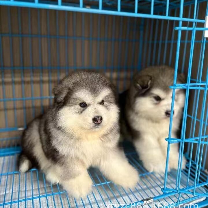 Purebred Live Alaskan Dog Puppy Purebred Sled Dog Puppy Giant Black Gray Red Alaskan Dog Live Animal Purebred Live Alaskan Dog Puppy Purebred Sled Dog Puppy Giant Black Gray Red Alaskan Dog Live Animal