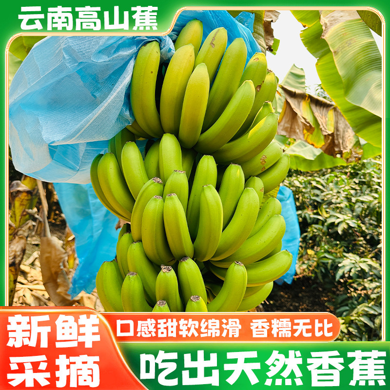 Yunnan High Mountain Bananas, Fresh Seasonal Fruit, Green-Skinned Thin-Skinned Green Fruit, Whole Box, Fruit Store, Wholesale for Pregnant Women and Children