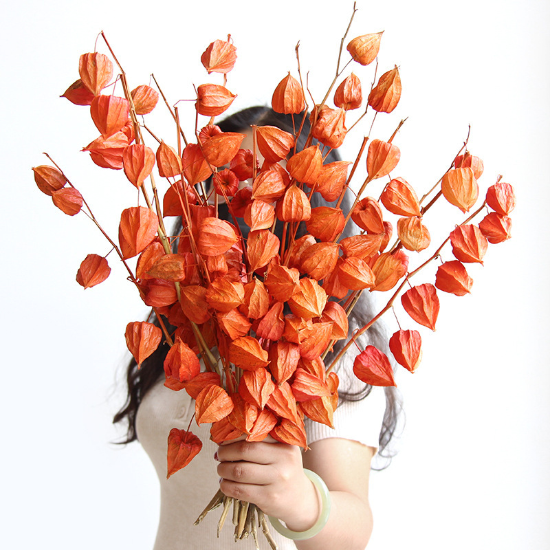 Rhapsody [Dried Raspberry Flowers] Lantern Fruit Red Girl New Year's Eve Flower Home Decoration DIY Natural Dried Fruit