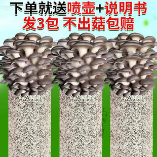 Guaranteed Mushroom Growing Kit for Home Cultivation of Edible Fungi, Including Oyster Mushrooms
