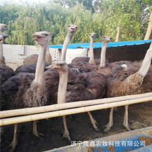 �r�B�Bֳ�� ���������r�B�����������w�r�� ���rʳ���r�B���r�B��