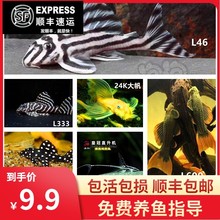 清道夫帝王迷宫L333红眼蓝眼24K胡子大帆热带鱼观赏鱼异形鱼南美