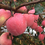 果树基地批发苹果树苗嫁接苗果树苗红富士苹果小树苗庭院盆栽地栽