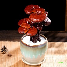 ͶYkҰ`֥`֥w辰ʳԳȻСֲ҃