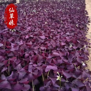 Ground Cover Ornamental Red Flower Sorrel Qingzhou Flower Wholesale Red Flower Sorrel Sorrel Red Flower Clover