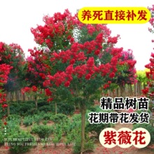 红紫薇树苗庭院花卉大苗植物百日红室外别墅绿化四季开花工程苗