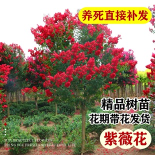 �t��ޱ����ͥԺ���ܴ���ֲ����ռt����e���G���ļ��_��������