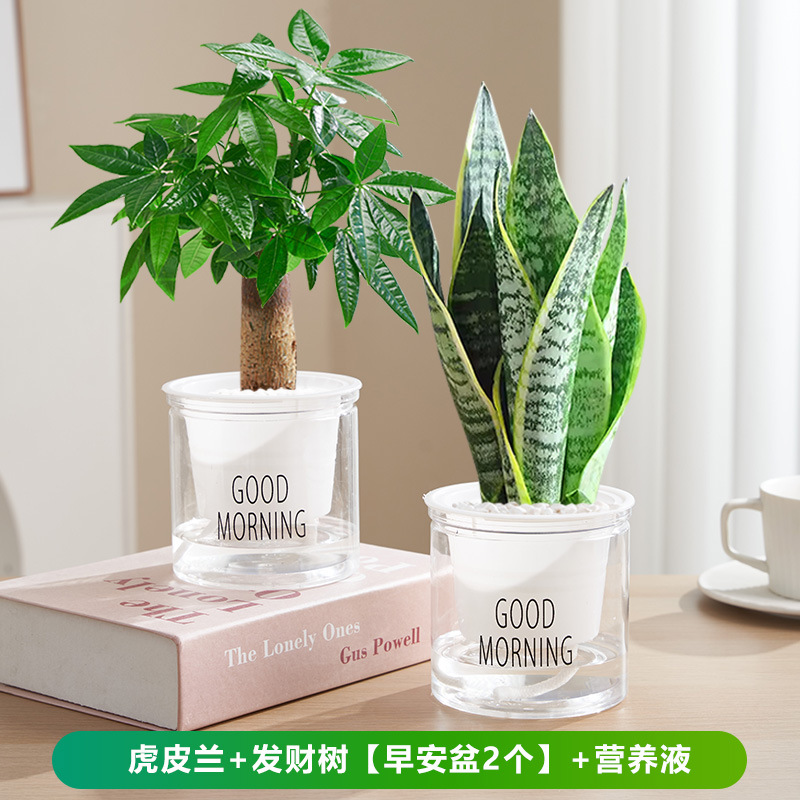 타이거 오키드 + 머니트리 [굿모닝 대야 2개] + 영양액