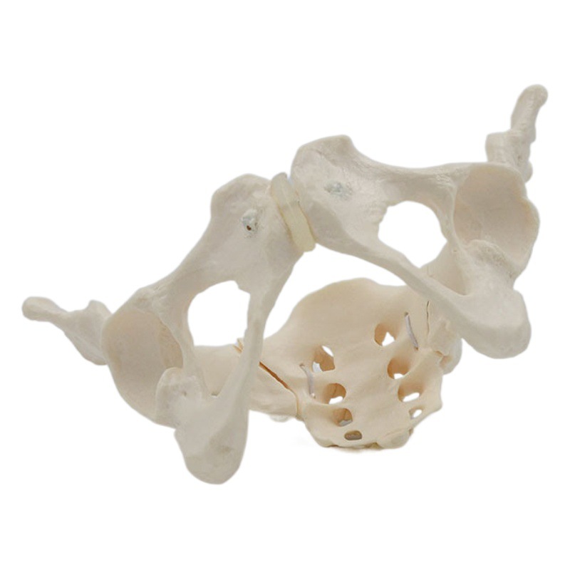 1 a 1 modelo de pelvis móvil sacro cadera pelvis femenina flexible esqueleto humano anatomía músculo del piso pélvico