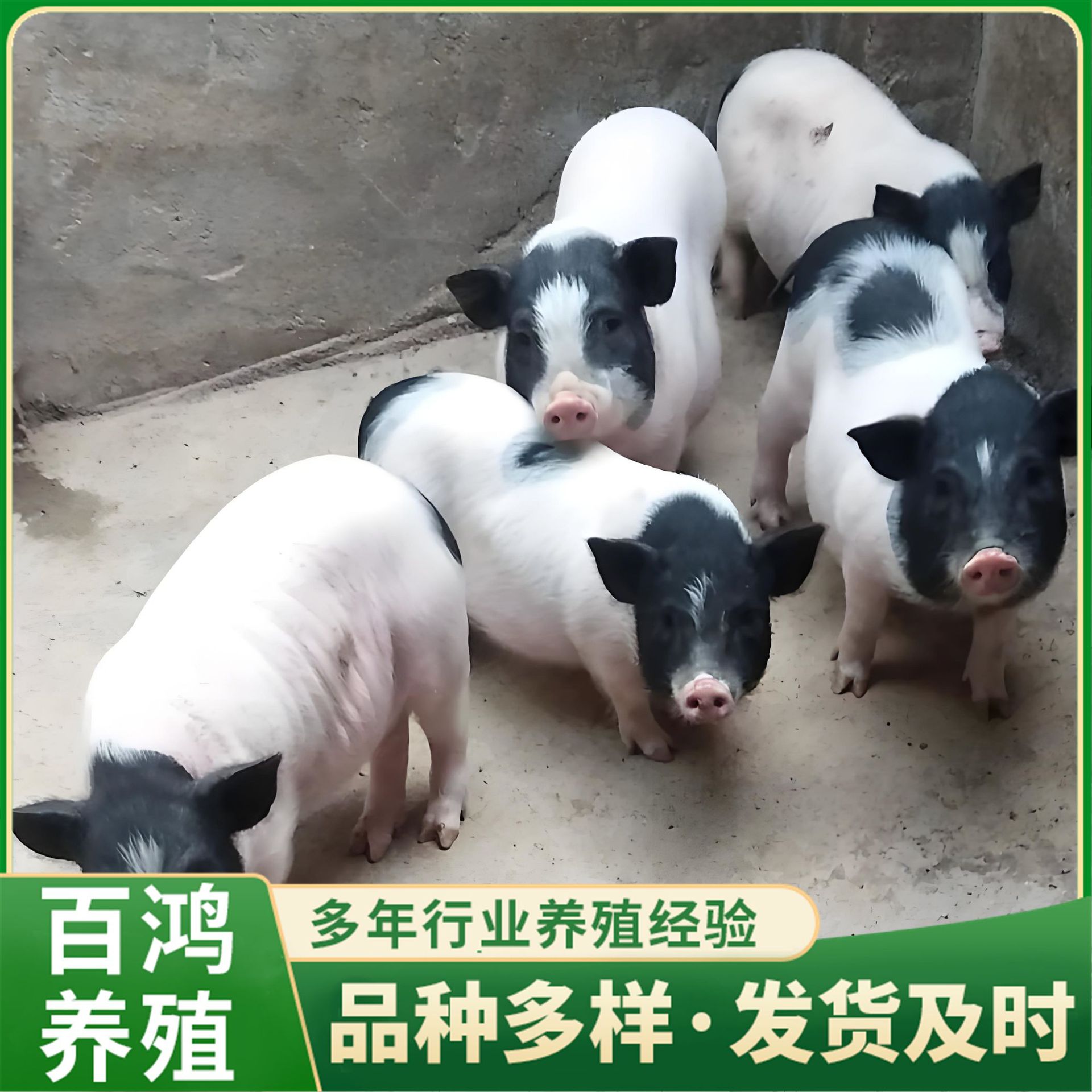 批发活体跑山猪 养殖萌宠观赏巴马香猪花猪价格怎么样 小香猪