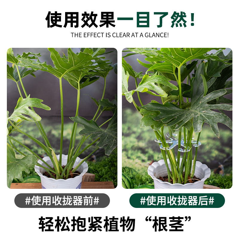 植物枝干收拢器支撑架园艺绿植花卉根茎固定器龟背竹防倒伏神器