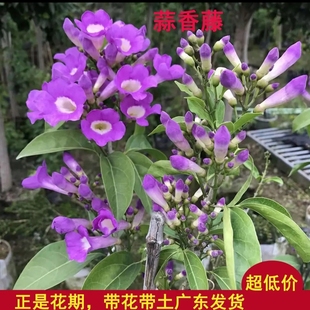 Garlic Vine Flower Seedlings with Buds, Thornless Climbing Vines, Purple Bell Vines, Balcony Potted Courtyard Climbing Vines to Repel Mosquitoes