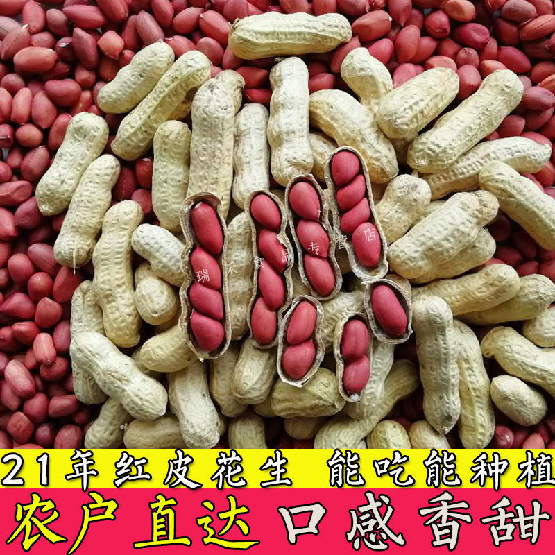 【带壳花生】四粒红花生米红皮花生黑花生农家自种红衣花生种子包