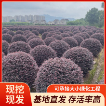 厂家供应现货红花继木球柱子锥形红花檵木 规格齐全基地大量批发