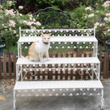 ��ʽ�Fˇ�����ۯB�������ʽ�̨�͏dͥԺ�����ֲ����A�ݼ���