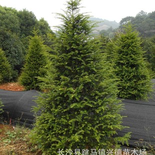Looking to Purchase Southern Redwood Bonsai with Complete Variety of Mandaia, Healthy Plants