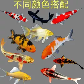 狗狗窝/笼/垫;花盆容器;盆栽
