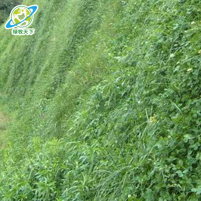 白三叶车轴草籽免修剪四川厂家批发用于果园绿肥草坪种植园林景观