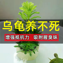 小乌龟活物水草植物乌龟专用缸养乌龟水草巴西龟龟缸造景绿植用品