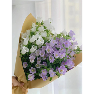 Corydalis Flower Seeds for Indoor and Outdoor Planting, Suitable for All Seasons, Potted Flower Seeds for Balcony, Easy-To-Grow Flower Seeds