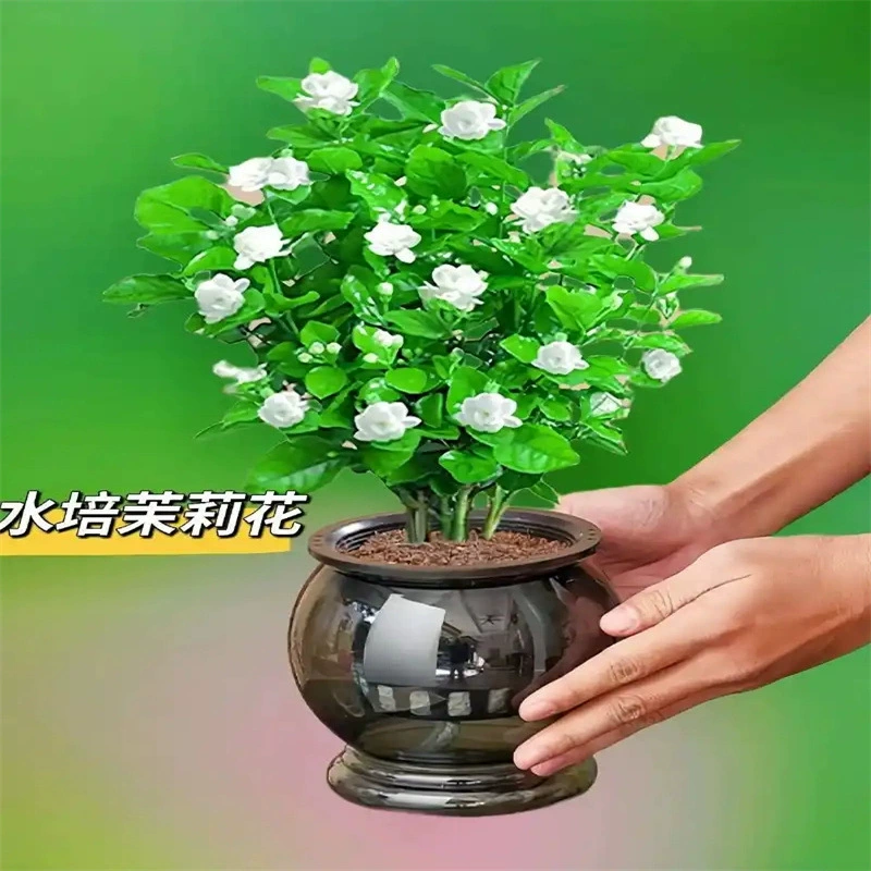 Рассада жасмина в горшках с бутонами, девятимильный ароматный старый сучок, средство от комаров, гидропонные цветы гардении, зеленые растения, круглогодичное цветение в помещении.
