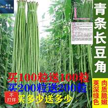 【48小时发货】特长豆角种子四季逗种子蔬菜种子大田豆角种子长达
