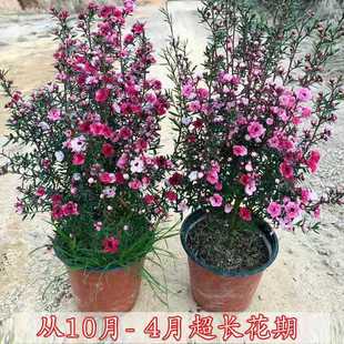 �������Ԏ����ļ��_���҃ȿ͏dͥԺ�÷Nֲ�������^�pС�������Ի�