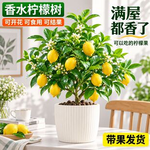 ��ˮ���ʘ���ˮ�����Կ�ʳ����Ý�����B�̨�ļ������҃ȾGֲ��