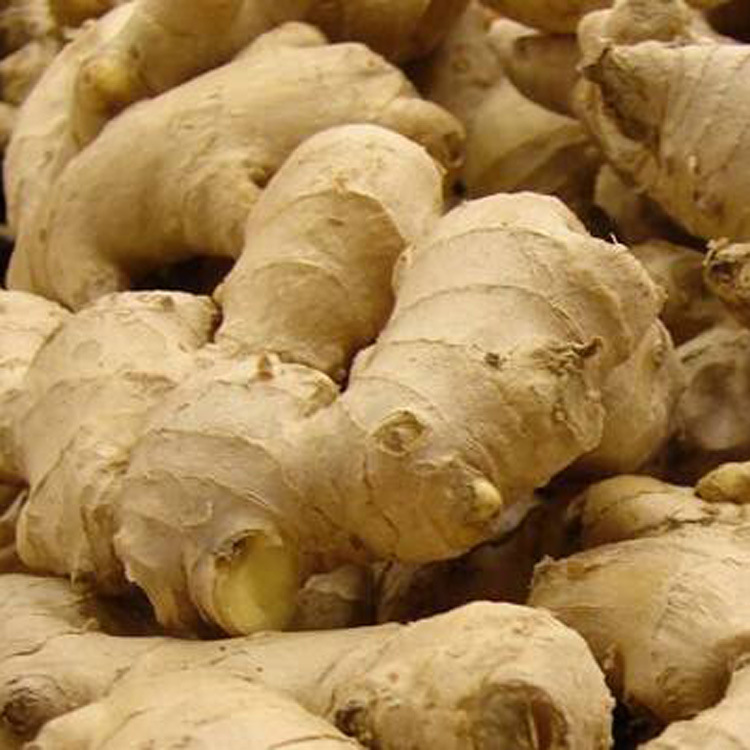 �����㾫�����������㾫�����������㾫��ϴ�ྫ�㾫