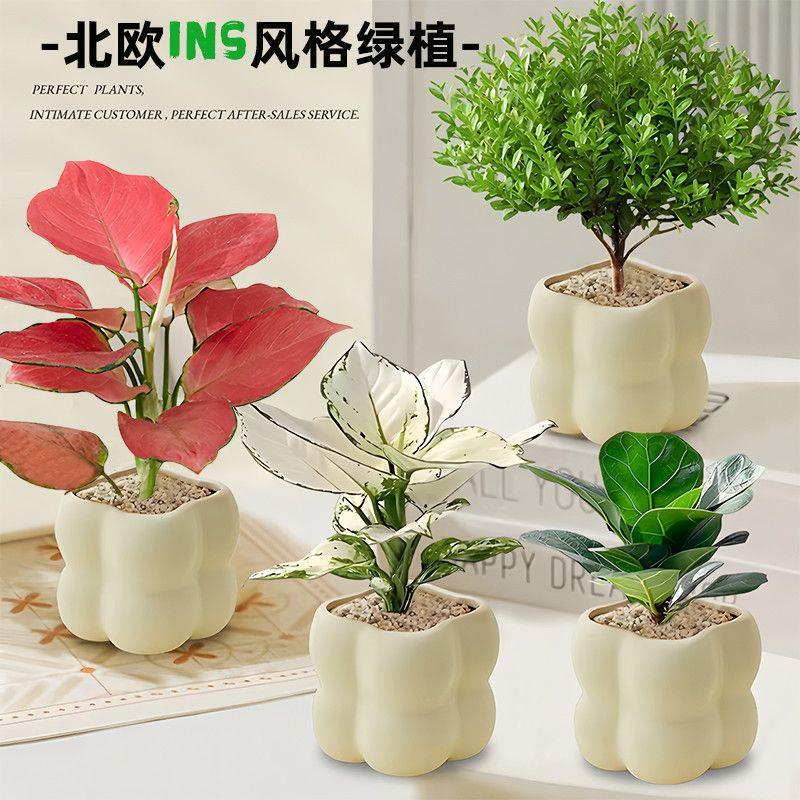 Green Plants and Flowers Office Living Room Desktop Potted Ornaments Simple Creative Popular Scandinavian Green Plants Ins Cloud Pot Green Plants and Flowers Office Living Room Desktop Potted Ornaments Simple Creative Popular Scandinavian Green Plants Ins Cloud Pot