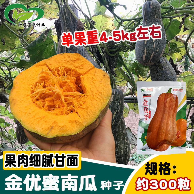 中禧金优蜜南瓜种子 大果干糯甜面瓜型好 大田黄亮基地用大棚用种