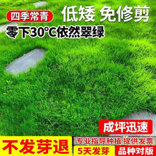 Lawn Grass Seeds for Slope Protection, Dog Tooth Grass, Manila Evergreen Courtyard Carpet Turf, Greenery, Ryegrass Seeds