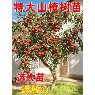 ɽ髴������ش���t���Sɽ高�����ϱ����Nֲ�ͺ��ͺ��������