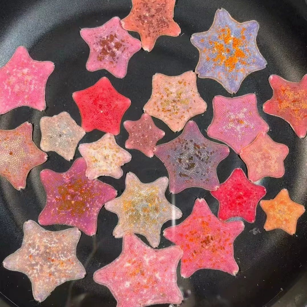 [Оптовая продажа морских звезд] Живая морская звезда Pet Pie Big Star Набор для разведения морских звезд Резервуар для разведения морских звезд Бутик морских звезд