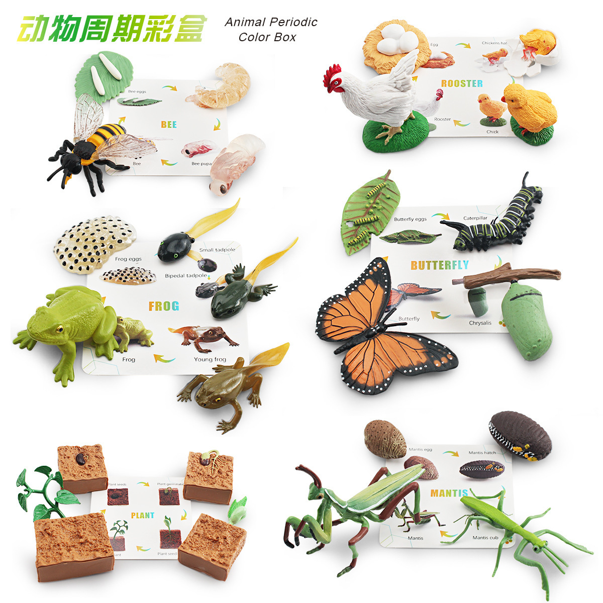 Modelo de Mantis de la abeja de la planta de la rana de la mariposa Transfronteriza niños simulación cognitiva insecto crecimiento ciclo color caja traje