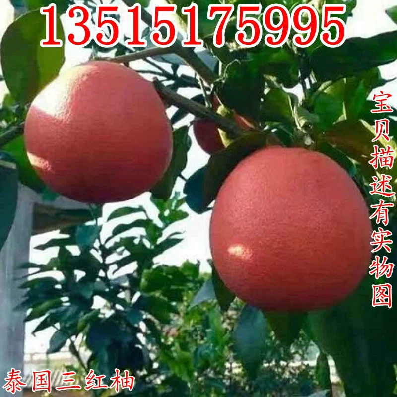 Новый Таиланд Сиамские саженцы грейпфрута привитые саженцы зеленые очищенные красные саженцы помело