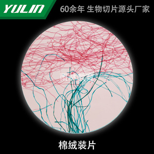Cotton Velvet Fillet Biological Microscope Specimen Slice Animal Plant Cell Slide Observation Experiment University Teaching