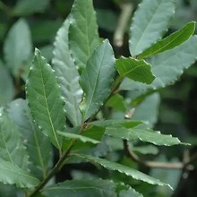 �¹��~������ӡ���¹��~���s��ȡ��춷�����޹�o�wƷֲ�ﾫ��ԭ��