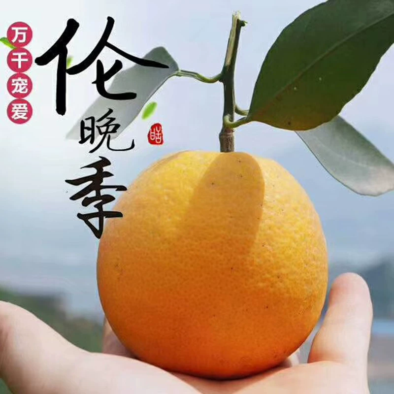 【Zigui Lunwan Navel Orange】Сезонный свежий сладкий апельсин премиум-класса, сочный и ароматный 4.5kg свежих фруктов, дропшиппинг.