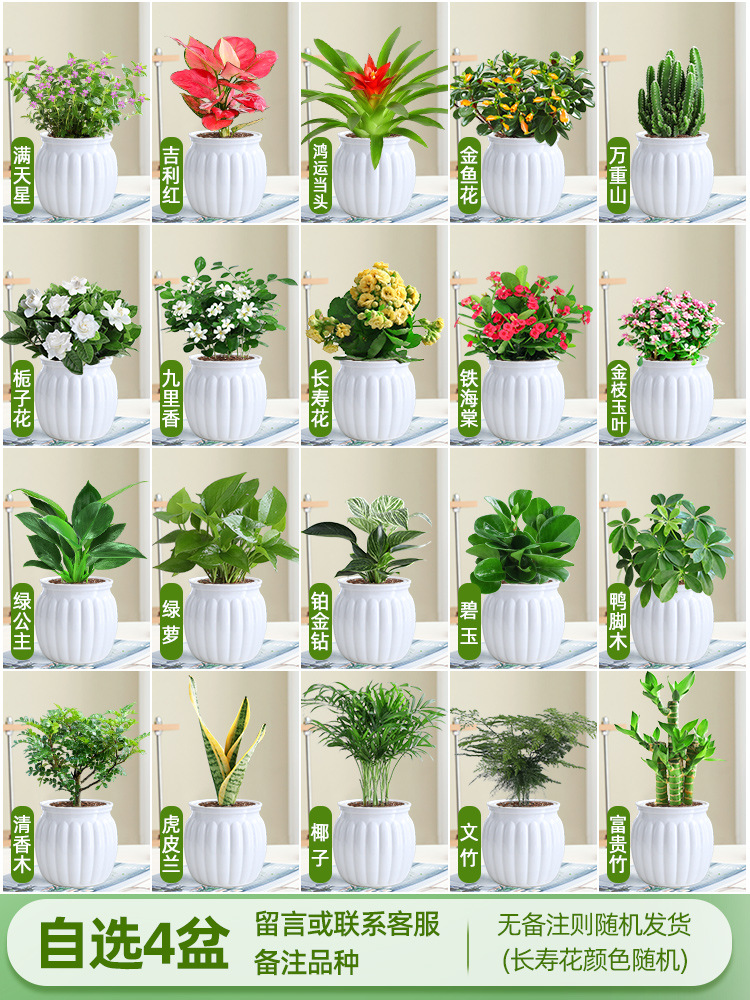 [선택한 녹색 식물과 꽃 4개 화분] 품종 비고
