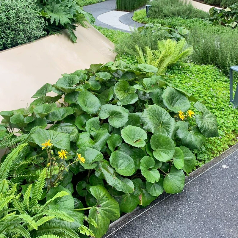 Крупнолистное растение в горшке Wufengcao для балкона и двора, морозостойкое лиственное растение, многолетнее цветочное зеркало, теневыносливое растение, вечнозеленое в любое время года, термостойкое.