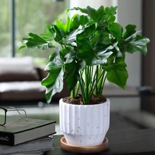 ����ֲ�������҃�ϲ�W�t�Gֲ�̨������B���ļ������ͺ��ͺ���