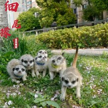 �˹��Bֳ��β�B���w �Ȍ����@�H�˼�β�B���w������� ���꼚β�B