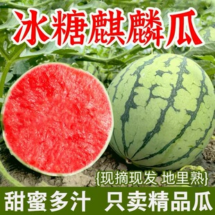 �������rˮ���������ϲ�ϱ�Ƥ���ϬFժ�F�l����ϰ��������l9