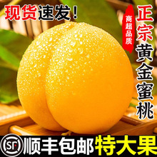 正宗黄桃黄金蜜毛桃当季新鲜孕妇水果桃子毛桃顺丰包邮一件代发